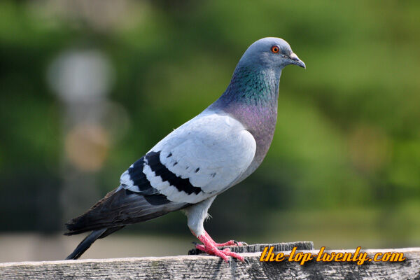 Rock dove pigeon